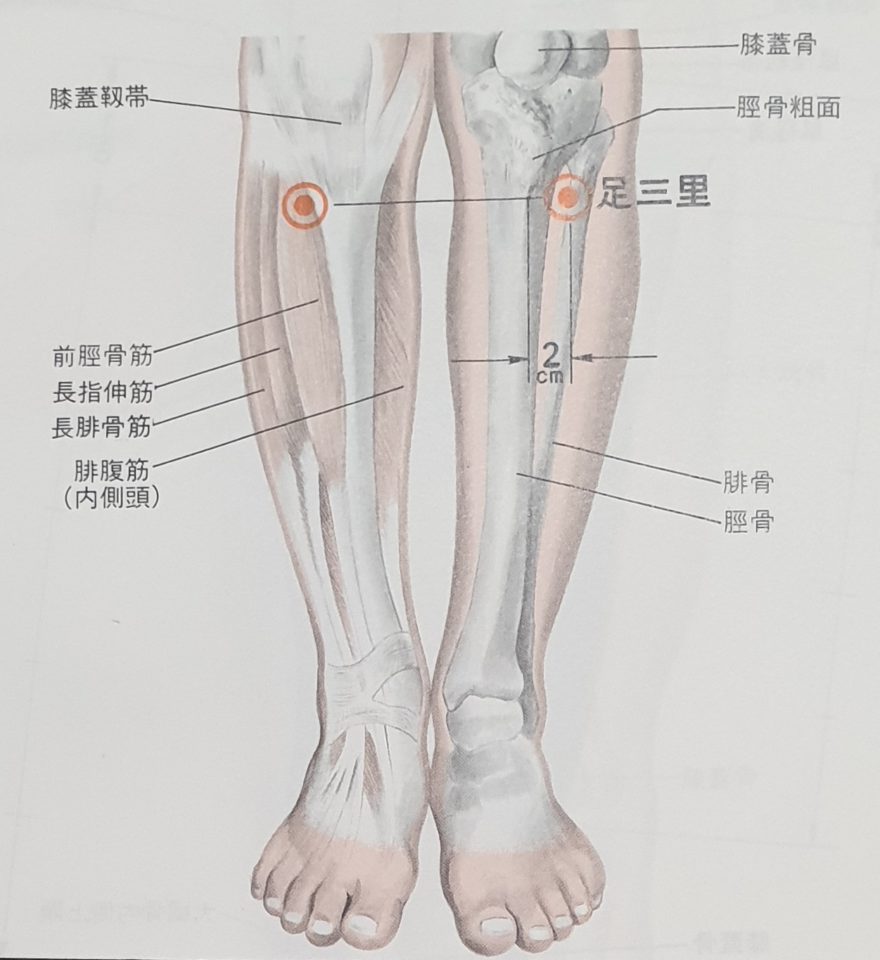 ST36 acupuncture point