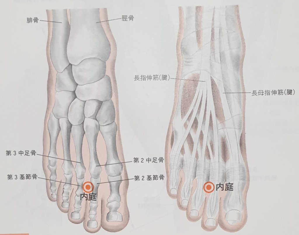 ST44 acupuncture point