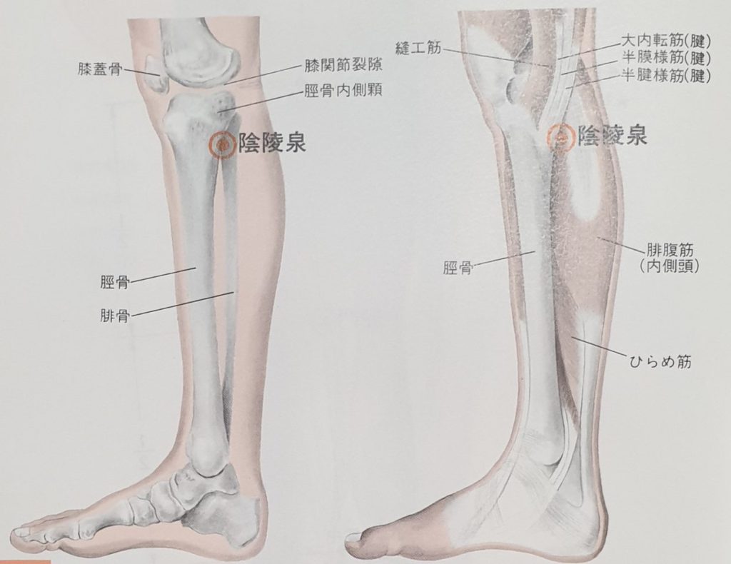 SP9 acupuncture point